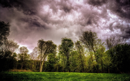 cloudy forest - fun, trees, nature, forest, cool