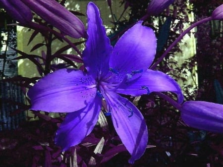 Blue Lily - flowers, nature, blue, petals, lily