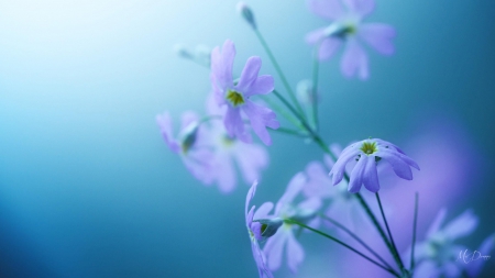 Lavender Floral Light - floral, light, blue, summer, flowers, spring