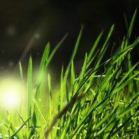 Lights in the Grass