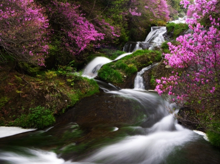 Spring Ryuzu Waterfalls - japan, river, beautiful, flowers, spring, blossom, waterfalls, trees