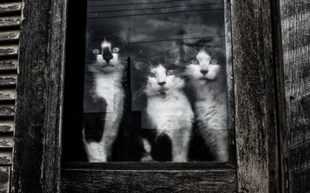 curious black and white cats - cat, window, curious, feline