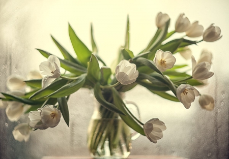 Flowers - flowers, white, tulips, soft