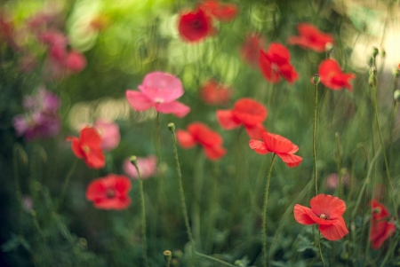 Flowers - flowers, photography, nature, soft