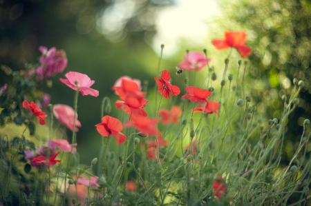 Flowers - nature, flowers, photography, soft