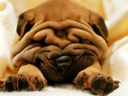 mr wrinkles - mr, canine, wrinkles, dog