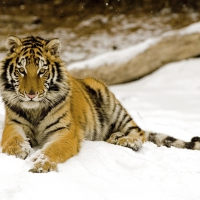 snowy afternoon tiger