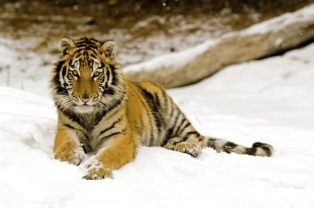 snowy afternoon tiger - snow, branch, tiger, cat