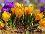 lovely crocuses