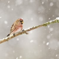 Bird in the snowfall