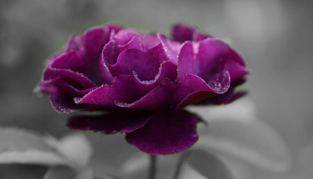 Purple. - rose, beauty, flower, purple