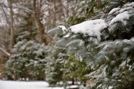 Winter scene - scenic winter, winter snow, snowflakes, winter scene