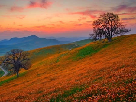 Orange Slope - sky, clouds, flowers, trees, sunset, mountain, autumn