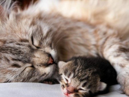 Cute - cute, sleeping, kitty, cat