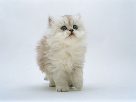 Sweety - cat, white, sweety, cute