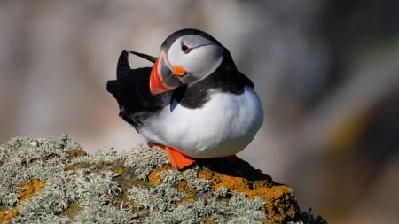 Solo Puffin - 1600x900, background, seabird, penguin like