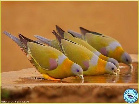 Birds Drinking Water - yellow birds, yellow, animals, drinking, birds