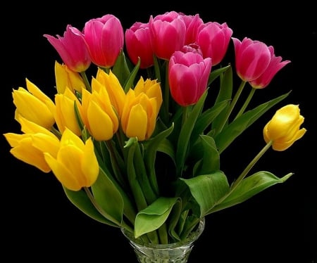 Beautiful Tulips - tulips, flowers, yellow, red