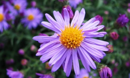 Purple Love - wonderful, flower, purple, garden