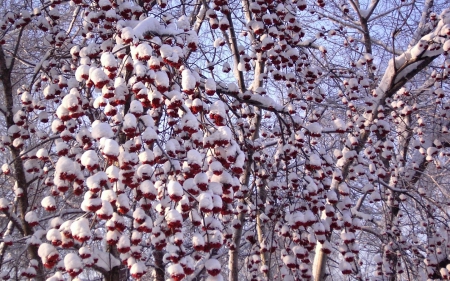 Winter - winter, cold, trees, snow