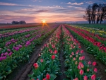 Sunset and Tulip Farms