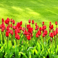 RED TULIPS