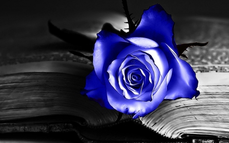 Blue Rose For Blueroses - blossom, summer, book, flower