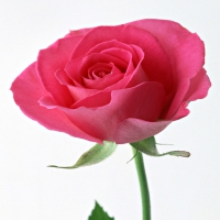 Pinkness Of A Rose