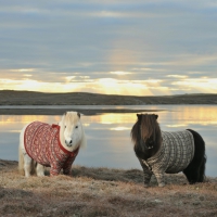 Shetland ponies with cardigans :)