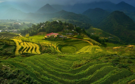 rice terraces in vietnam - rice, countryside, terrace, vietnam