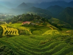 rice terraces in vietnam