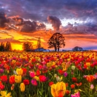 TULIPS FIELDS