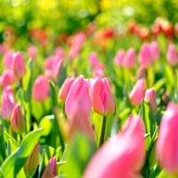 PINK TULIPS