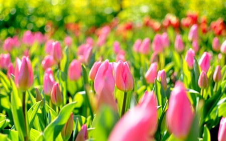 PINK TULIPS - lovely flowers, fields, tulips fields, splendor, leaves, flowers, tulips, nature, pink colors, enchanting nature