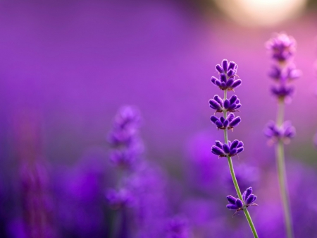 Flowers - flowers, photography, purple, soft