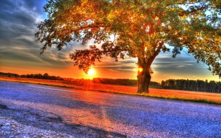 Beautiful sunset - fields, tree, sunset, blue