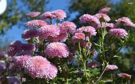 Pink Dahlias