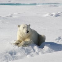 Polar bear in the snow