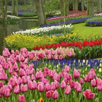 Keukenhof Gardens, Netherlands