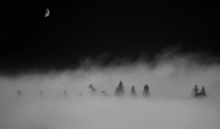 Fog at night - fog, night, amazing, forest