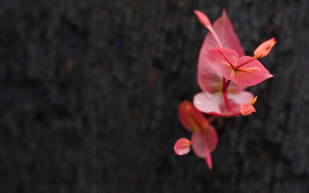 Leaves - nature, pink, wild, leaves