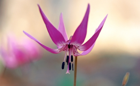 Beautiful Flower - beautiful, flower, purple, wild