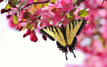 Butterfly on Cherry Blossoms