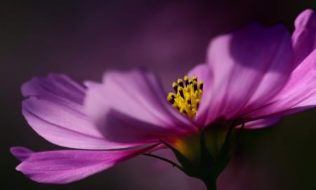 Purple Love - beautiful, flower, purple, wonderful