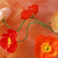 Poppies paint