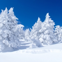 Snowy Pine Trees