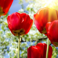 Red tulips in sunlight