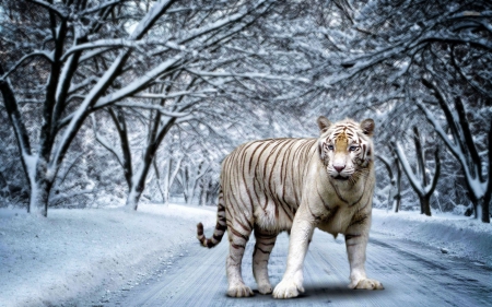 Digital Tiger - street, trees, artwork, snow, winter