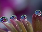 Water drops