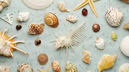 shells - animals, cool, fun, nature, shells